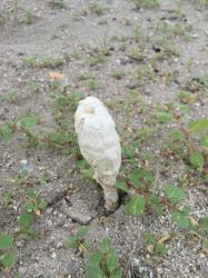 This little desert shaggy mane mushroom popped up all around the marina.
